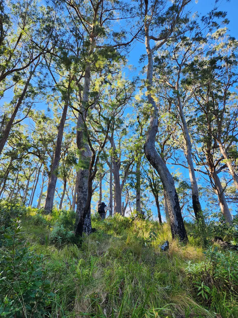Eucylyptus trees on the ridge near Montserrat