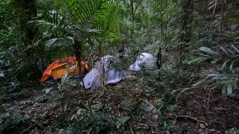 3 tents nestled amongst the rainforest